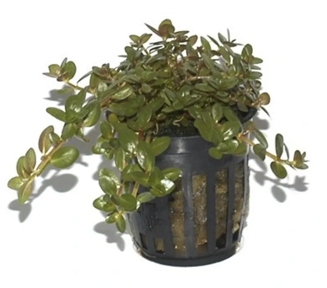 Tropica PCS Pot Rotala rotundifolia x 3