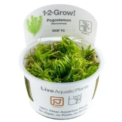 Tropica Pogostemon deccanensis 1-2-GROW x 3
