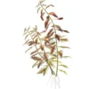 Tropica Proserpinaca palustris 1-2-GROW x 3