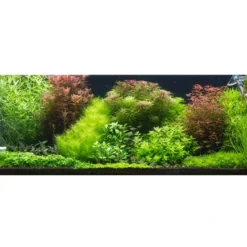Tropica Proserpinaca palustris 1-2-GROW x 3