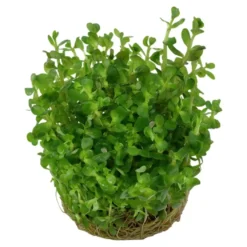 Tropica Rotala sp. bonsai 1-2-GROW x 3