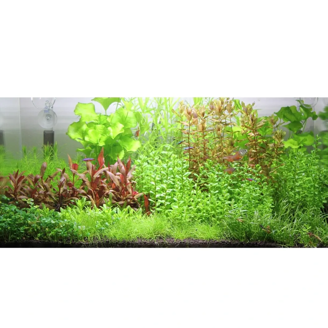 Tropica Rotala sp. bonsai 1-2-GROW x 3