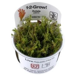 Tropica Rotala wallichii 1-2-GROW x 3