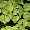 Tropica Salvinia Minima 1-2-GROW