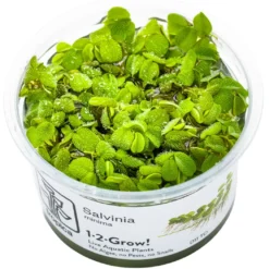 Tropica Salvinia Minima 1-2-GROW