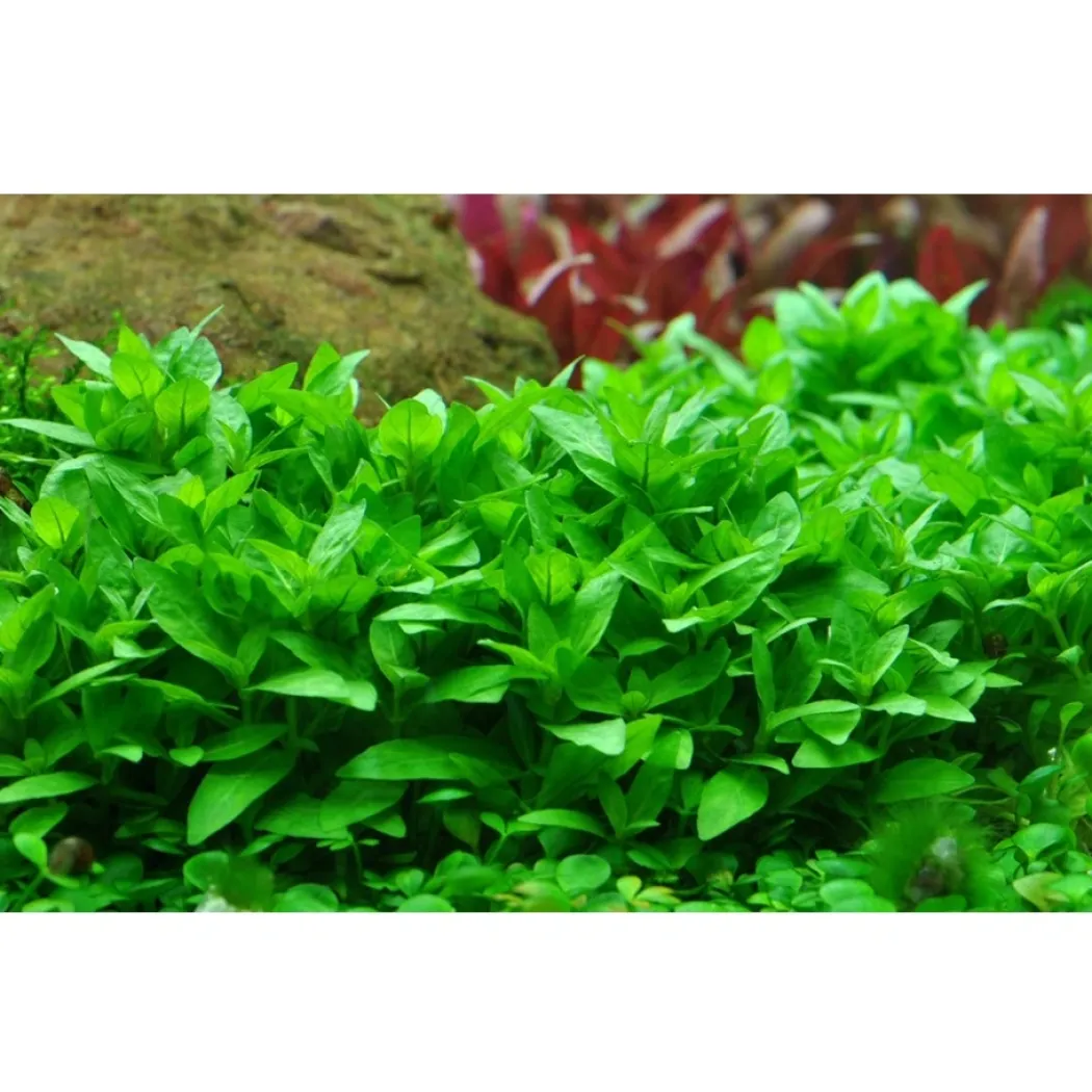Tropica Staurogyne repens 1-2-GROW
