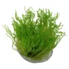 Tropica Taxiphyllum sp. Flame 1-2-GROW