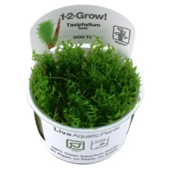 Tropica Taxiphyllum Spiky 1-2-GROW