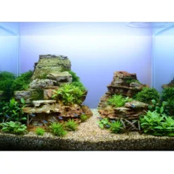 Tropica Taxiphyllum Spiky 1-2-GROW