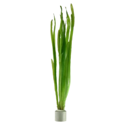 Tropica Vallisneria americana Natans bundt plantestængler