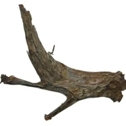 Trærod (Mangrovetræ) XXXL 80-100 cm