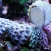 Turbosnegl (Tectus fenestratus) Kæmpe snegl